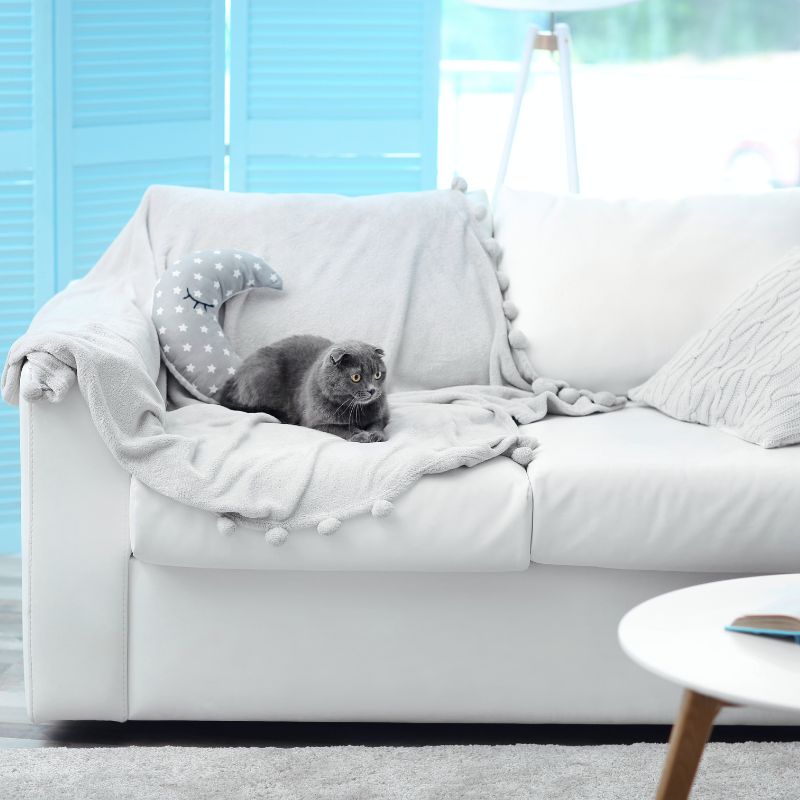 How to Stop Cats from Scratching Furniture - Berre Furniture